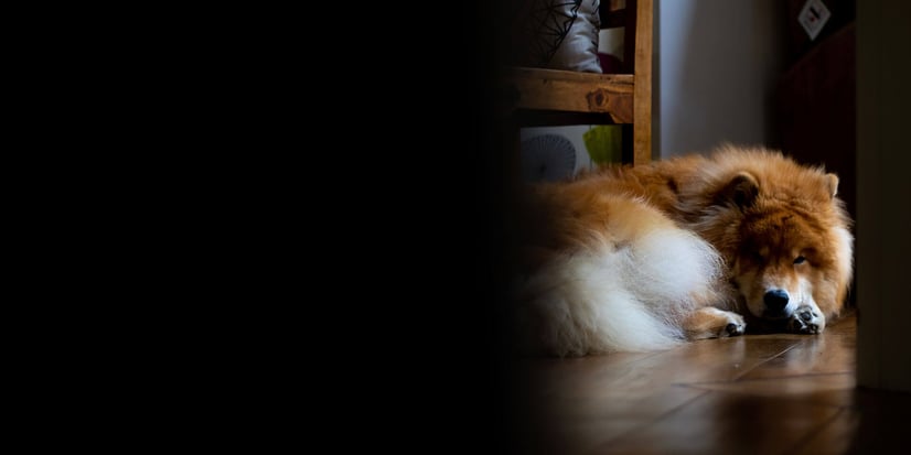 Get your pet store on top of the food chain