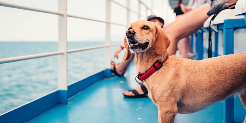 Dog on Board, or how cruise and ferry lines can add value with pre-booked services
